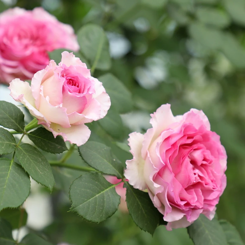 藤本月季罗伊爬藤进口多季开花大花浓香长势快抗性好耐寒耐晒蔷薇