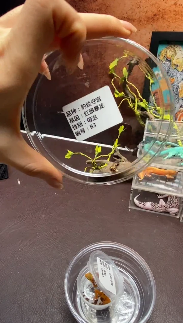 豹纹守宫鳞与尾 Scale Tail 爬宠B3