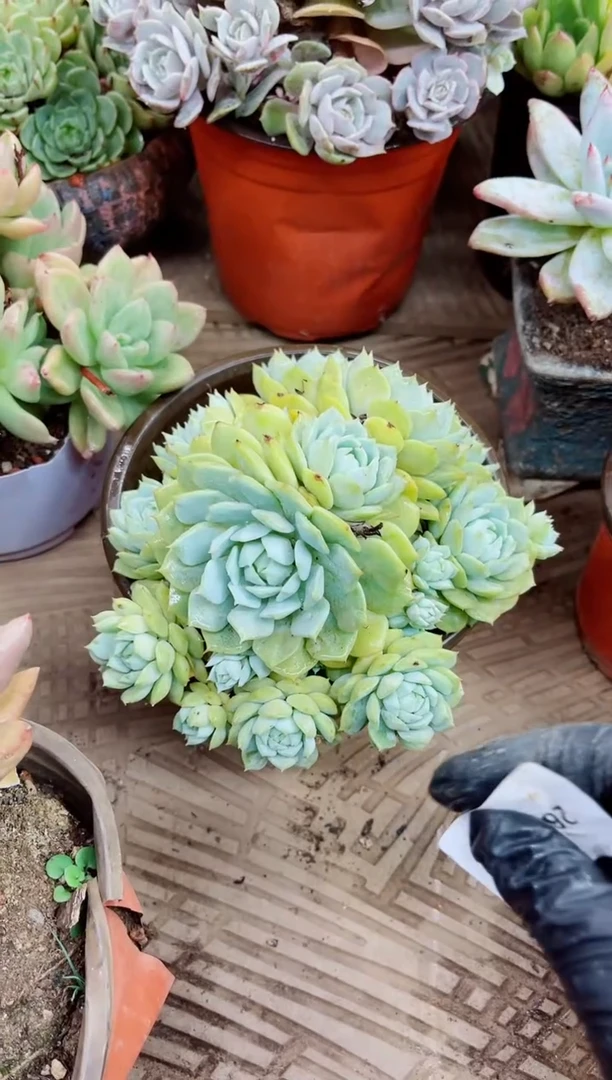 滦****机26016多肉植物一物一拍