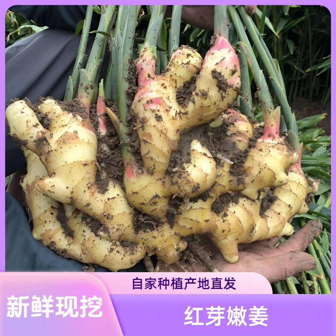 【新鲜嫩姜】限量抢山东新鲜现挖红芽生姜生吃泡姜糖醋姜生腌凉拌