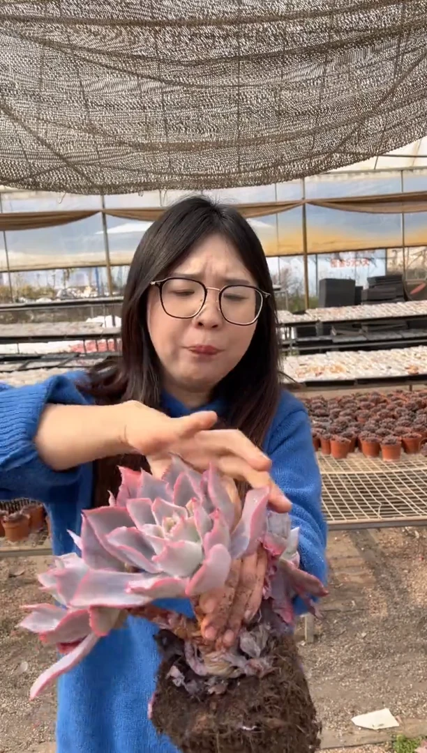 【闪购商品】34-双头起晚霞6.8