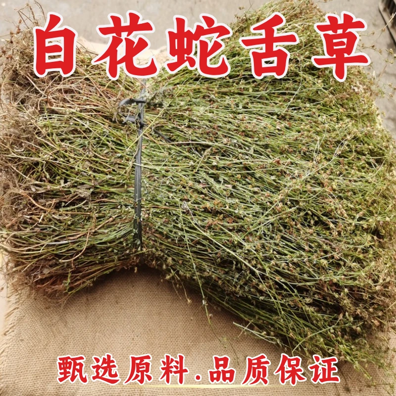 广西白花蛇舌草整株中药材白花蛇甘草白花蛇舌草另售卖半枝莲新货