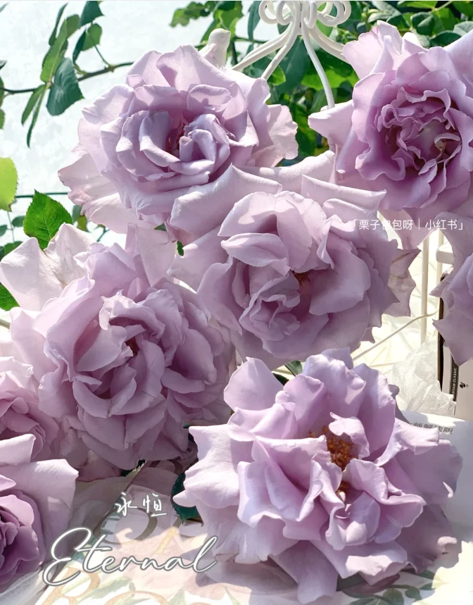 【馨源】永恒 任拍满三单包顺空鲜切花10支装%20不售后家居花店