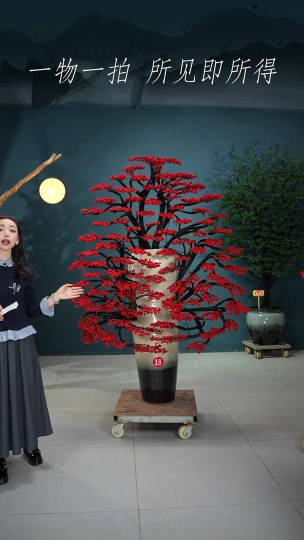 当前无花朵，栽培后可花朵用****9北美冬青