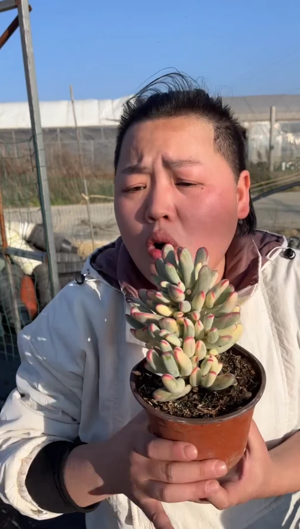 【闪购商品】1-棒叶黄锦福娘锦9.99