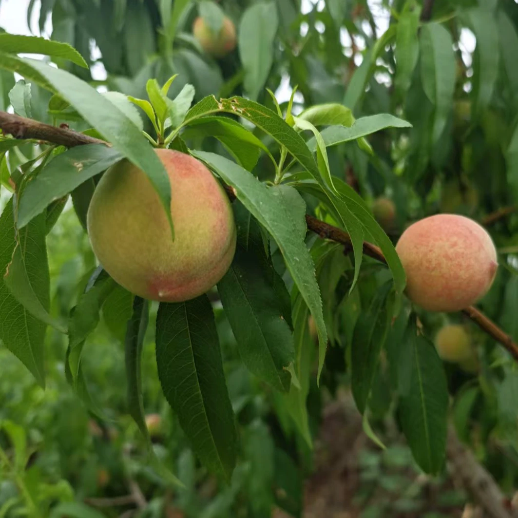 【顺丰包邮】美脆毛桃4.5斤 自然熟露天生长新鲜应季水果现摘现发