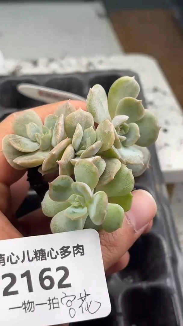 2162 宫花多肉植物