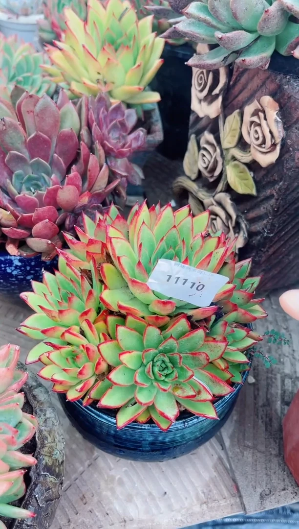 宁*11109多肉植物一物一拍