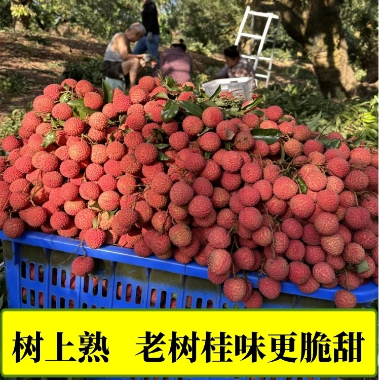 高端荔枝1斤桂味正宗桂味荔枝广东茂名当季新鲜水果荔枝