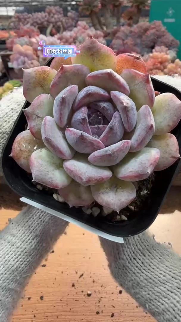 东云多肉园三店-12