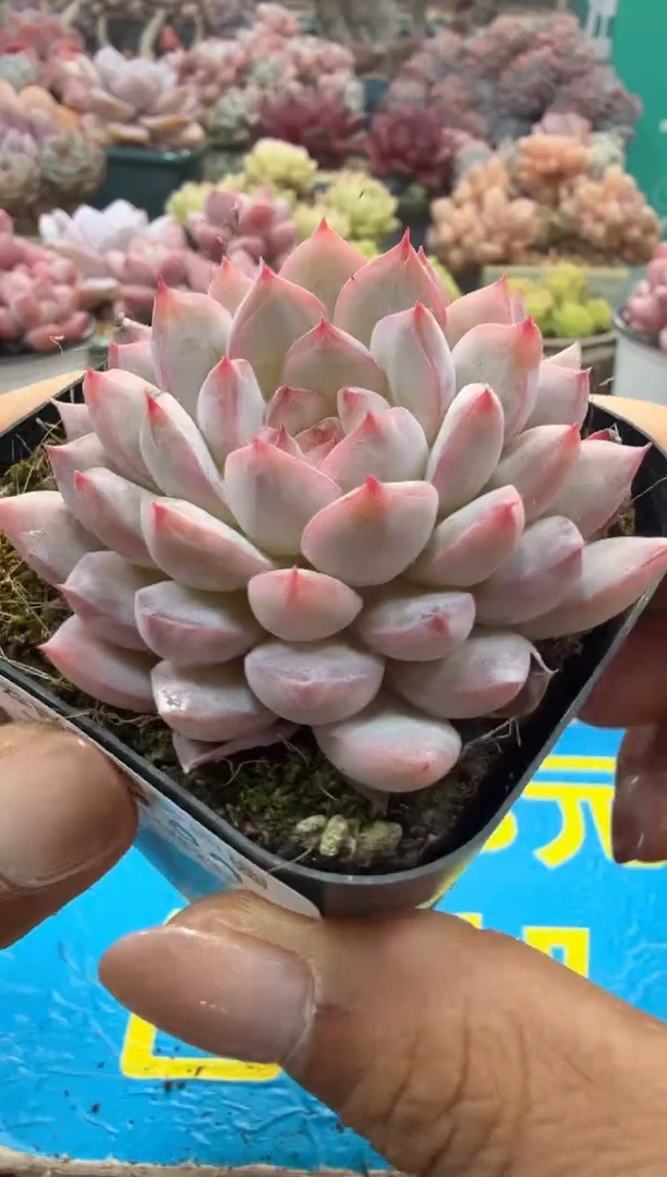 东云多肉园二店-182