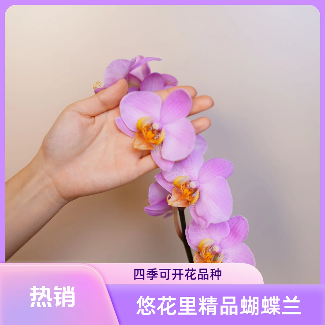 悠花里蝴蝶兰【博蒙特】3.0寸全花开花株发货