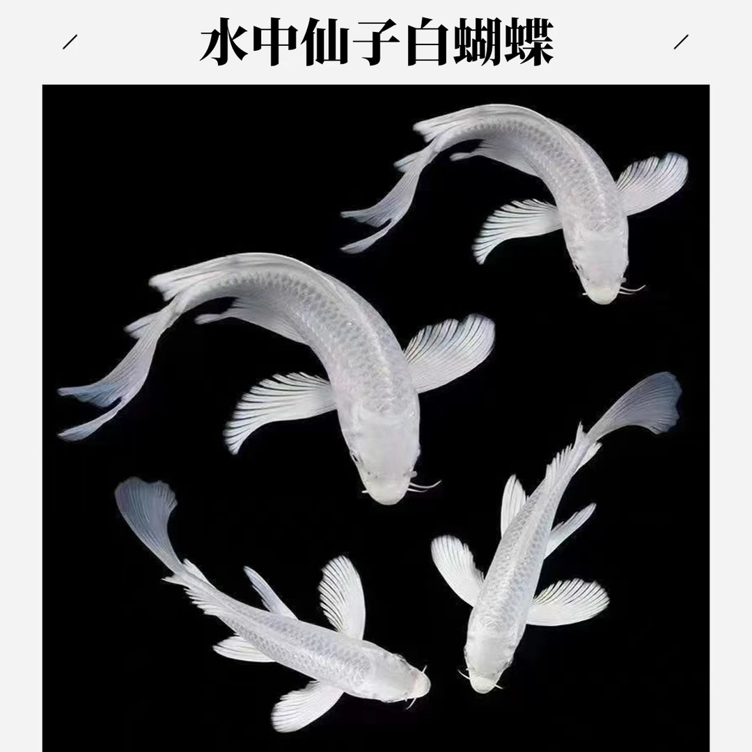 14-20公分自由搭配蝴蝶鲤锦鲤包邮包损！（收到鱼请录开箱视频！！！）