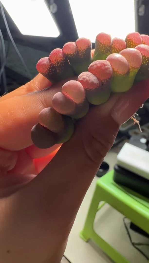 30-11多肉植物肉锥梅紫风铃一颗