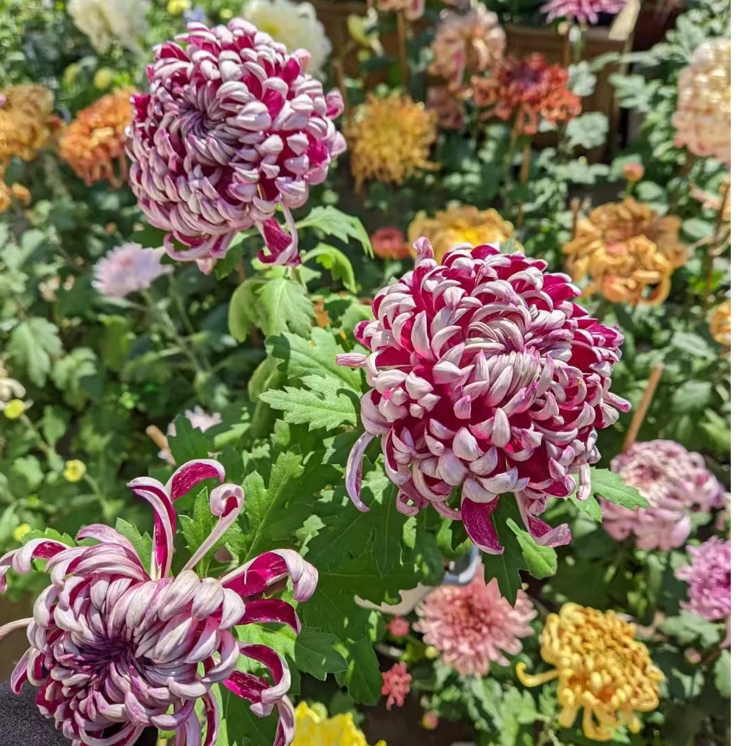 九月大菊（雪照红梅）原盆原土带花苞发货