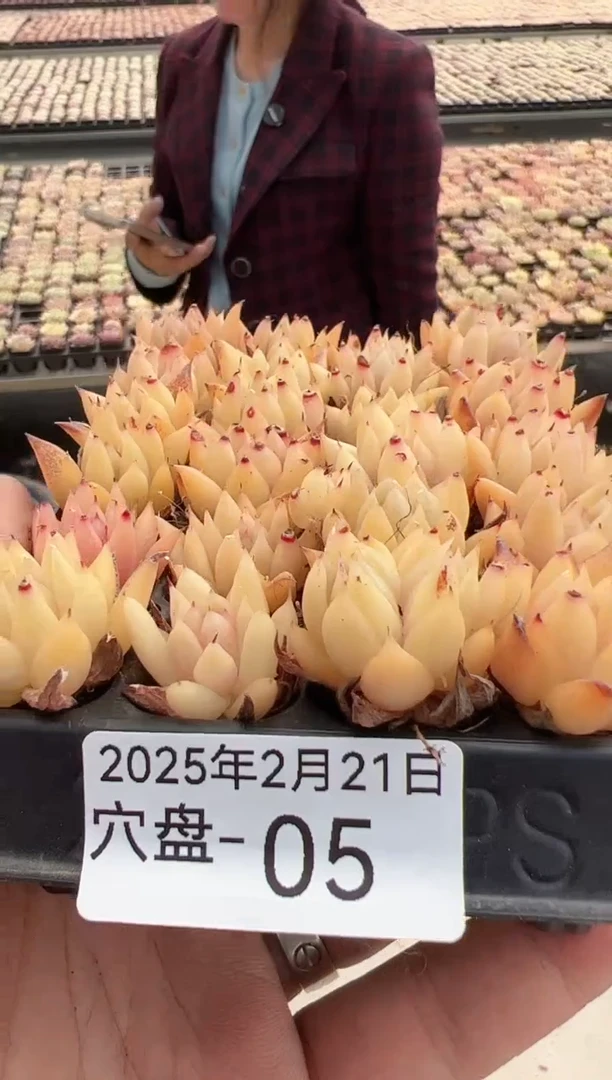 【闪购商品】穴盘-05