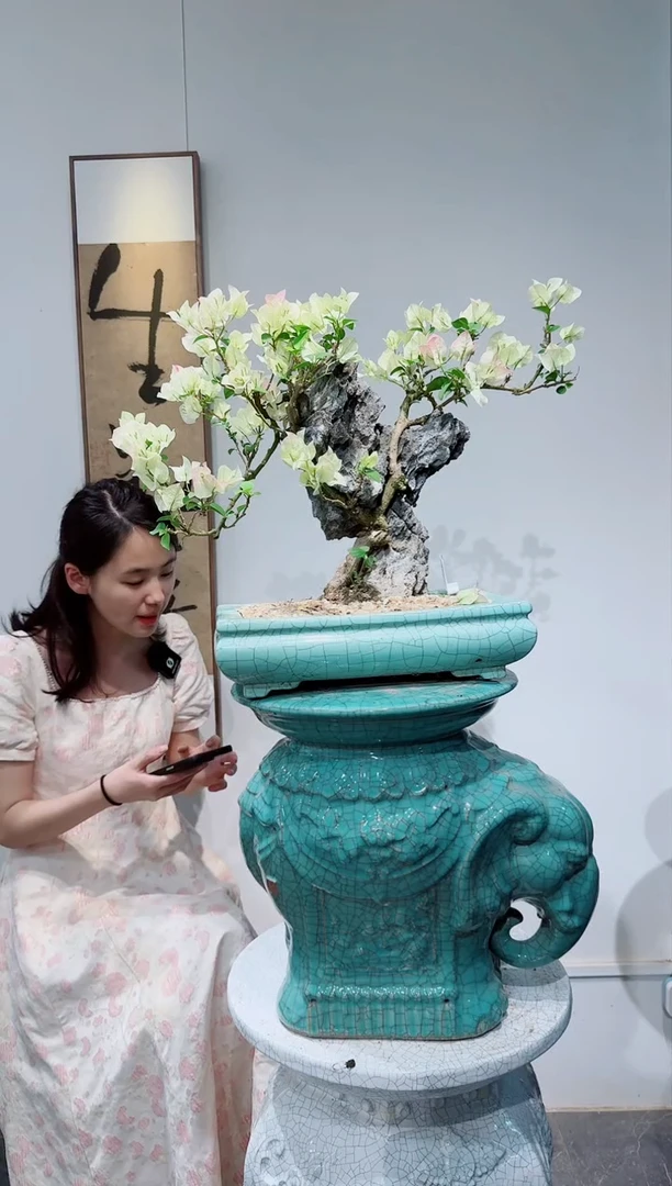 无花朵三角梅三角梅三角梅