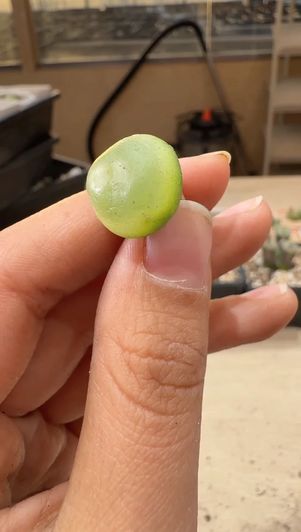 25-166多肉植物肉锥