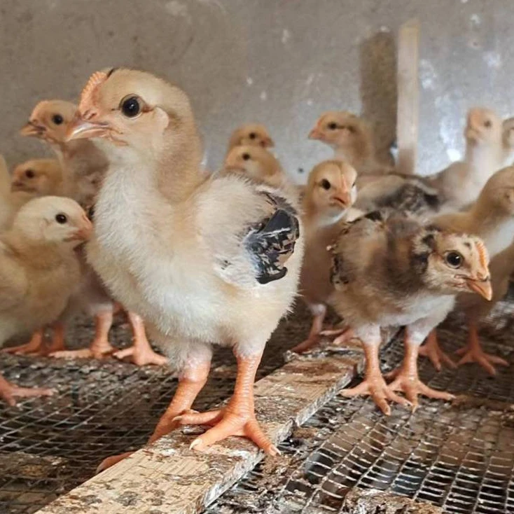 宠物鸡 九斤黄 K9鸡 包活包邮 麻鸡 蛋鸡 宠物