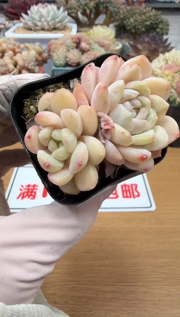 东云多肉园二店-151