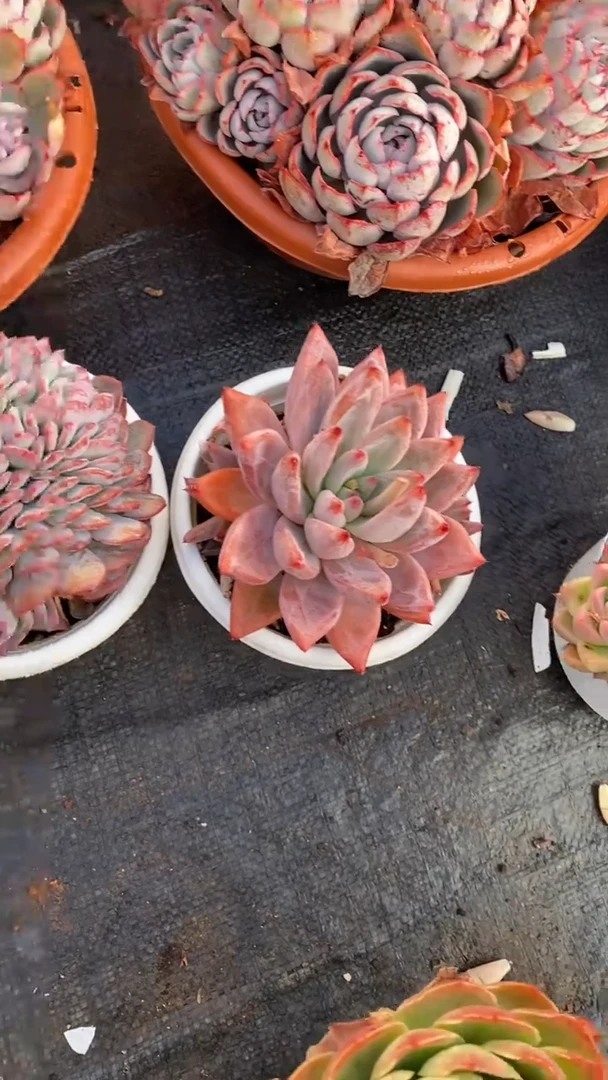 【闪购商品】2516胜涂