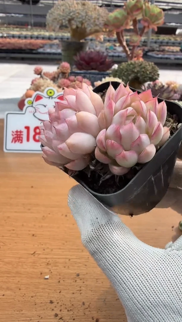 东云多肉园二店-239