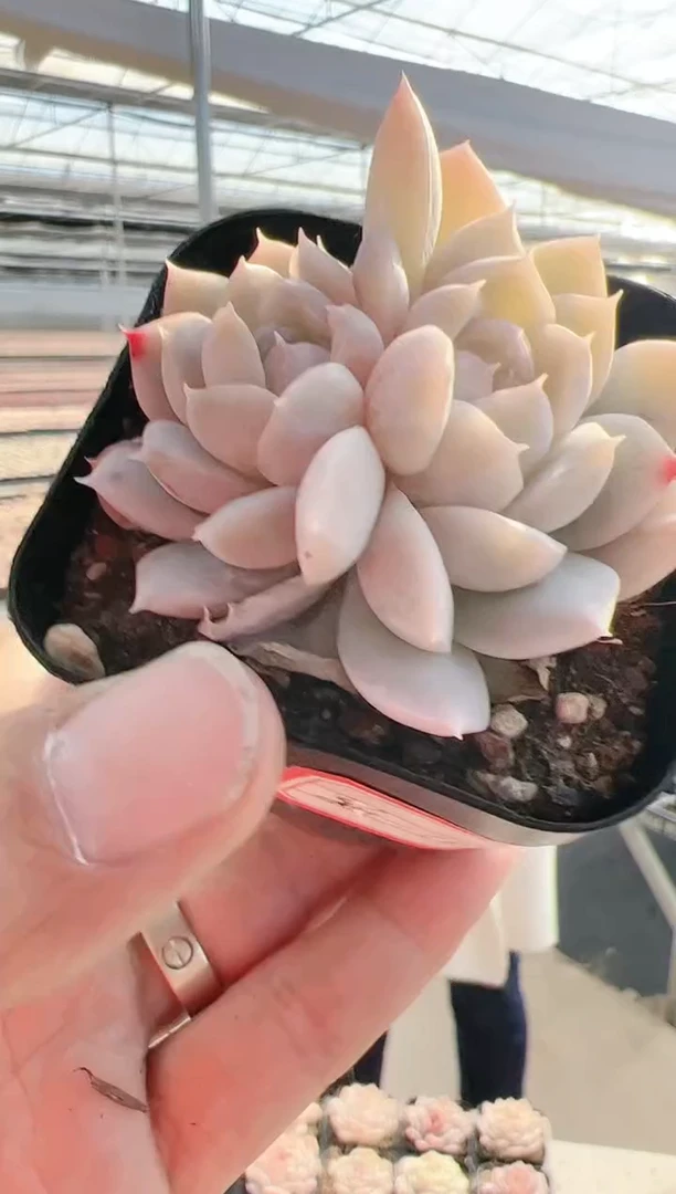 【闪购商品】新-102