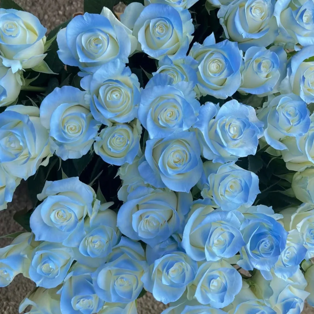 不参与凑单【碎冰蓝玫瑰+紫色玫瑰】10%损耗不售后