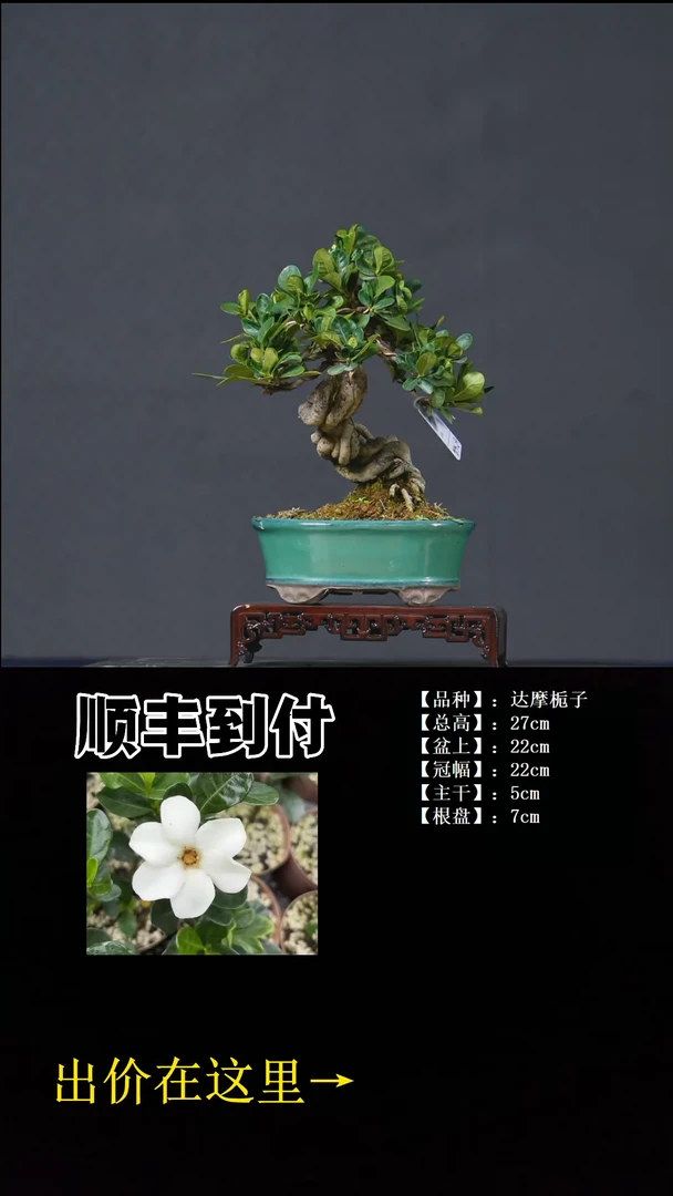 无花朵达摩栀子 不包邮