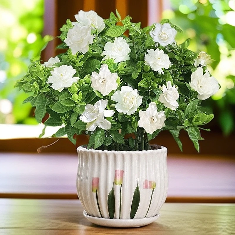 大盆浓香型栀子花盆栽带花苞四季开花室内好养花卉绿植好养花卉