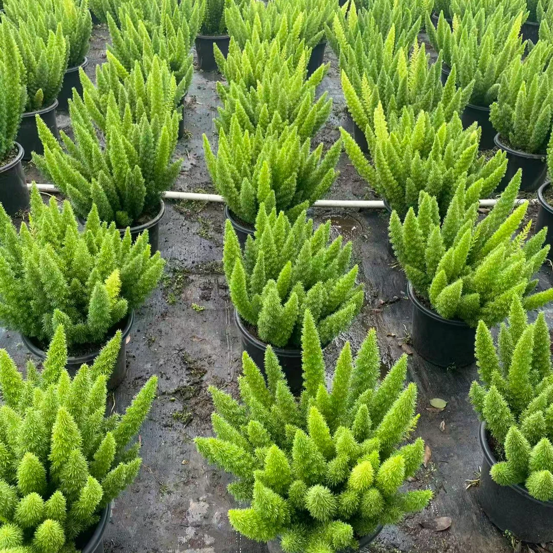 【直立狐尾天门冬】30天不浇水都能活的 懒人植物