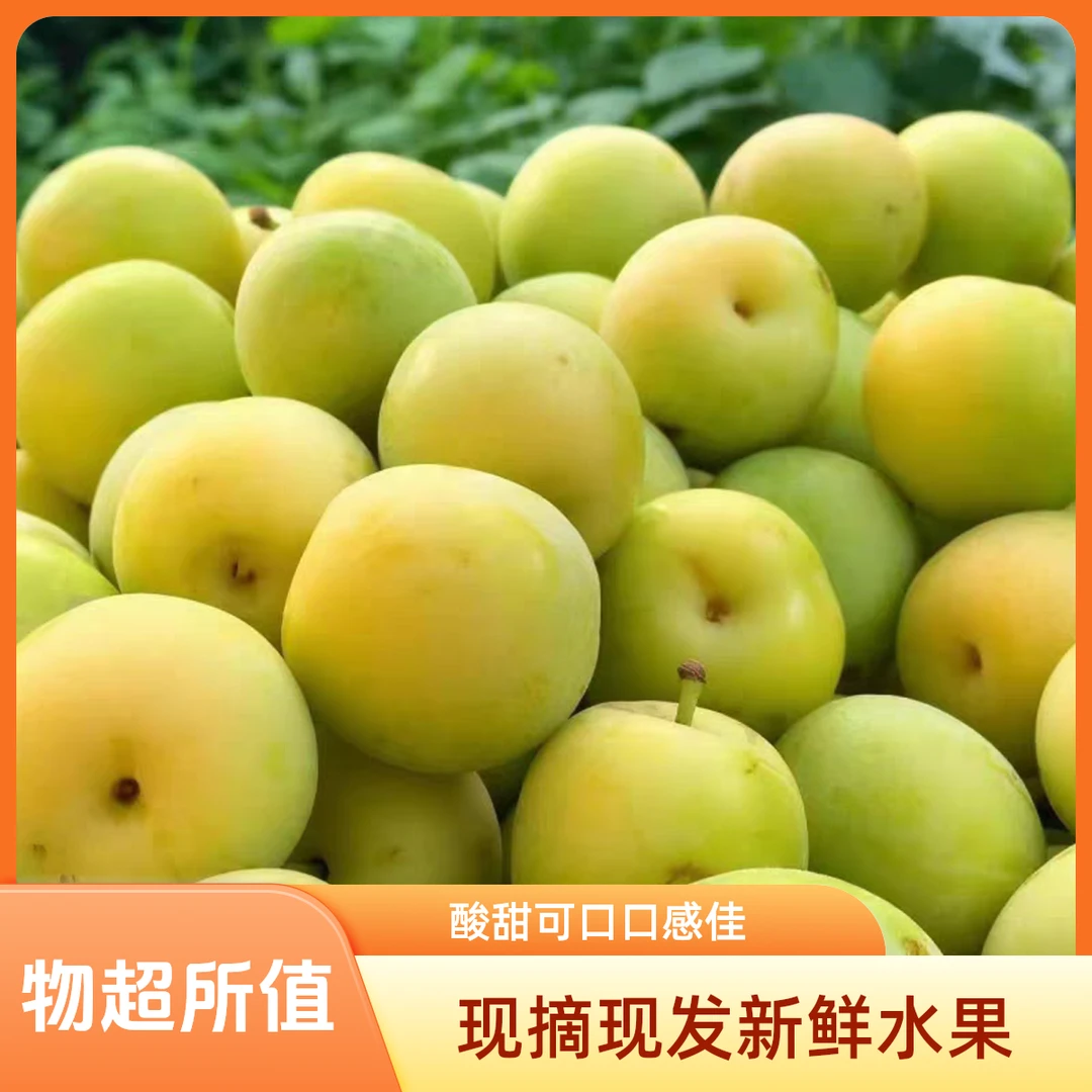 东北大黄干核李子酸甜可口现摘现发新鲜水果