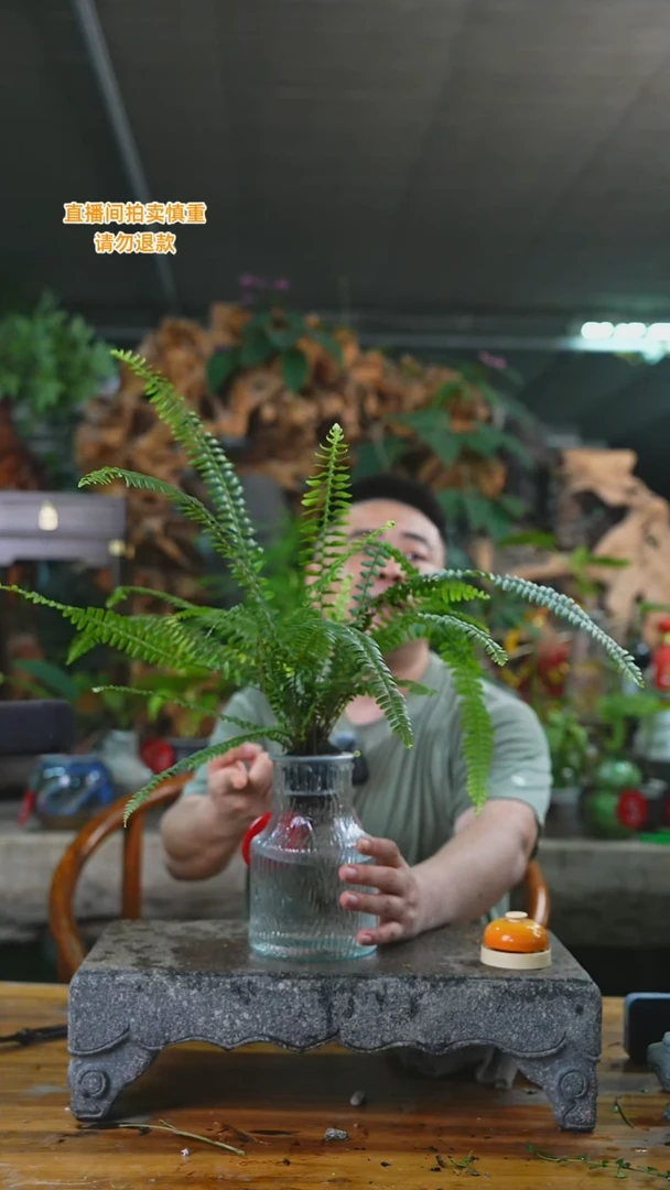 当前无花栽培后可以开花肾蕨202T