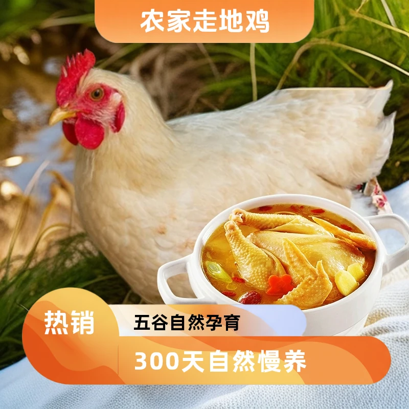农家散养走地鸡现场挑选公鸡母鸡深山放养嫩生鲜现发！