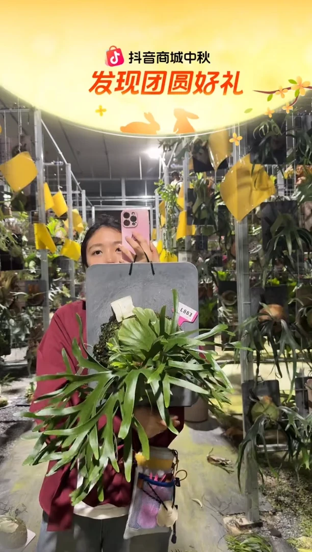 不开花植物L883-细叶亚皇
