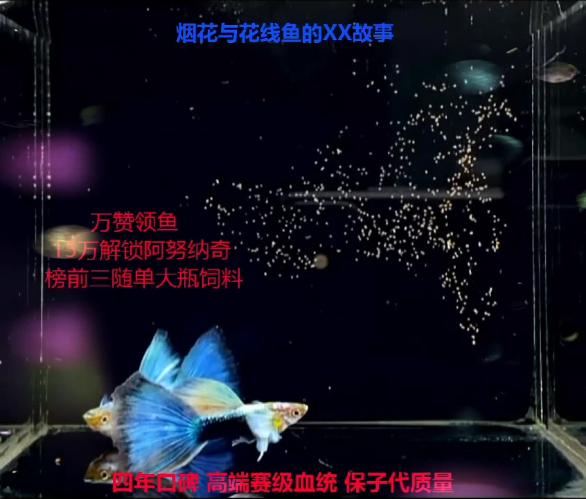 孔雀鱼花线多元蓝礼服缎带种鱼1对