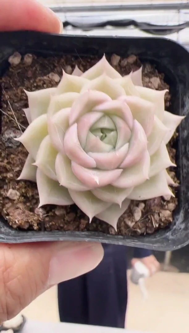 【闪购商品】新款多肉-184