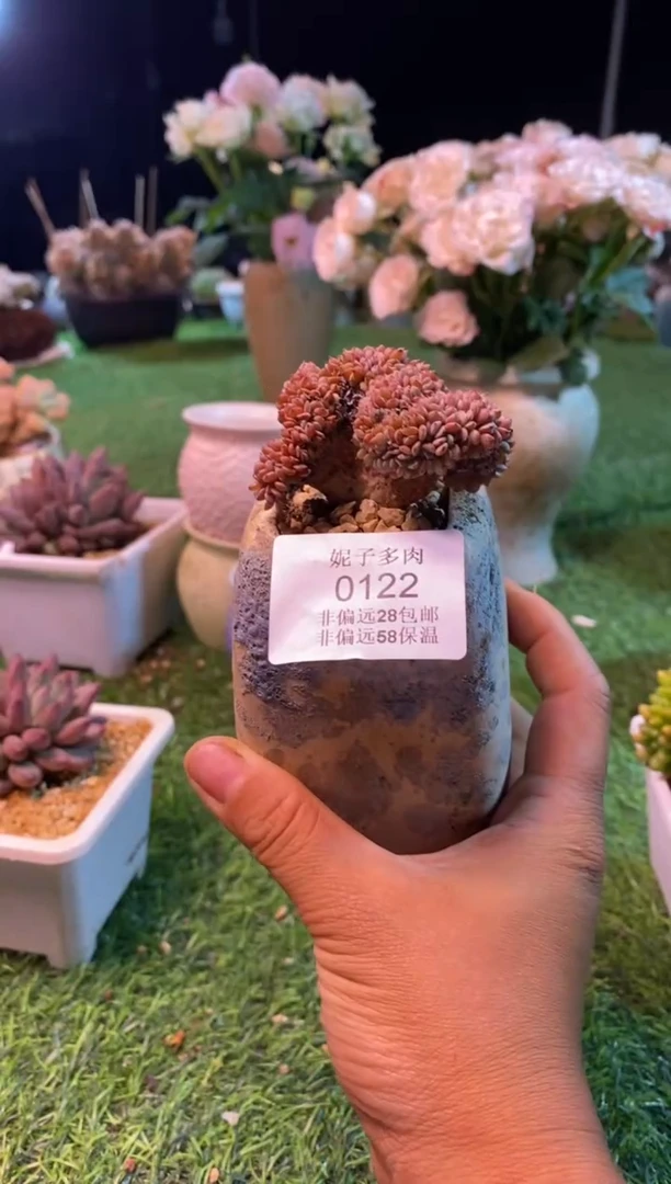 0122aa（满28包邮发货）