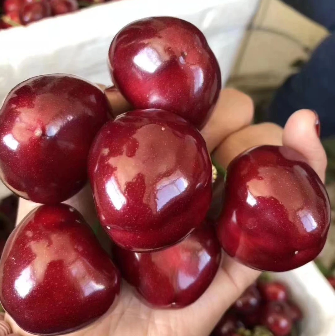 山东美早大樱桃【现摘现发】2J3J  4斤现摘 顺丰空运 内附果径卡