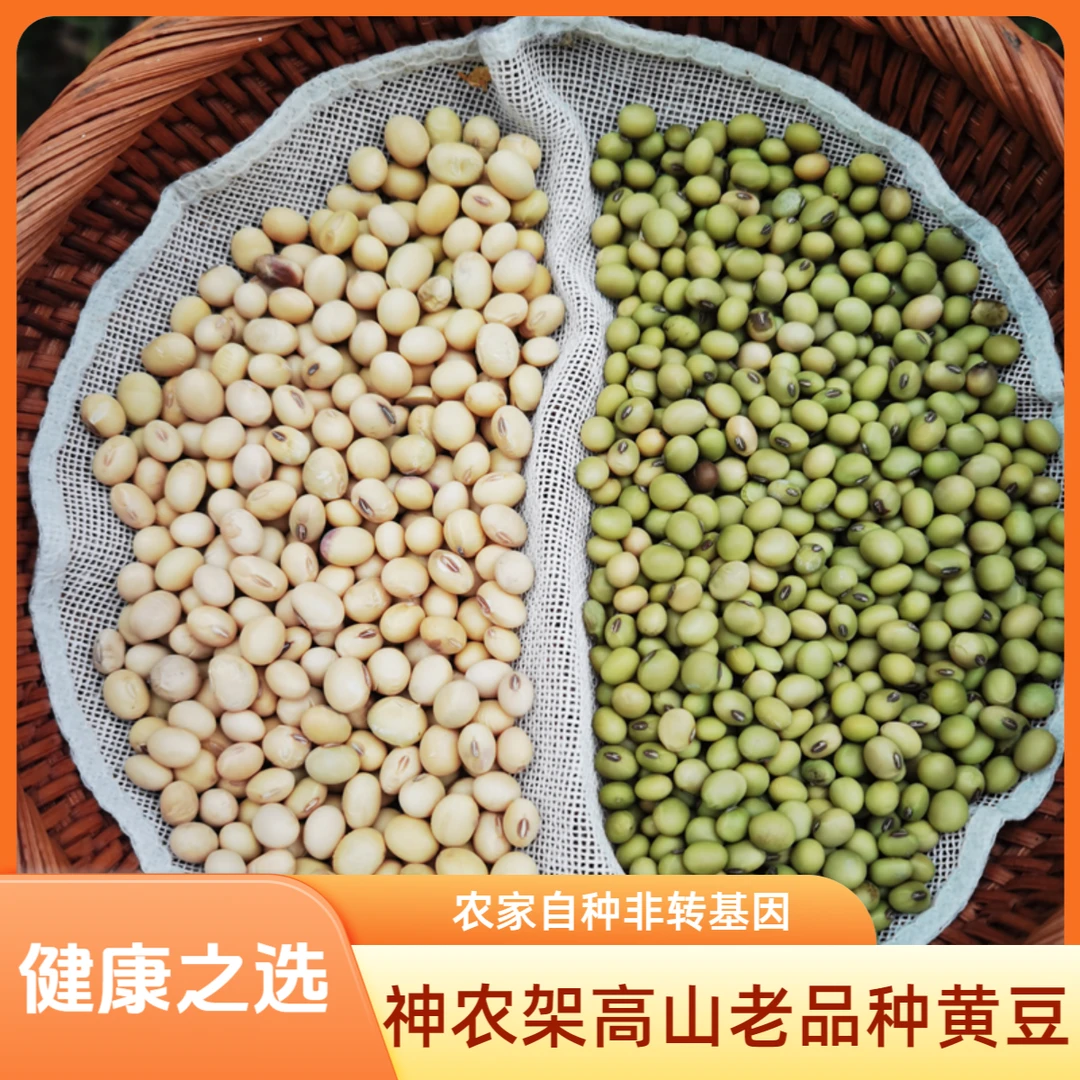 农家老品种黄豆自种小籽青黄豆绿皮黄豆神农架传统老种子土黄豆