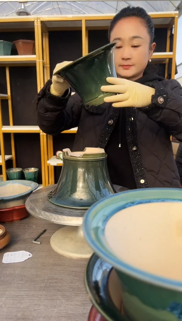 秋*岭37号微瑕三只全绿福利组合