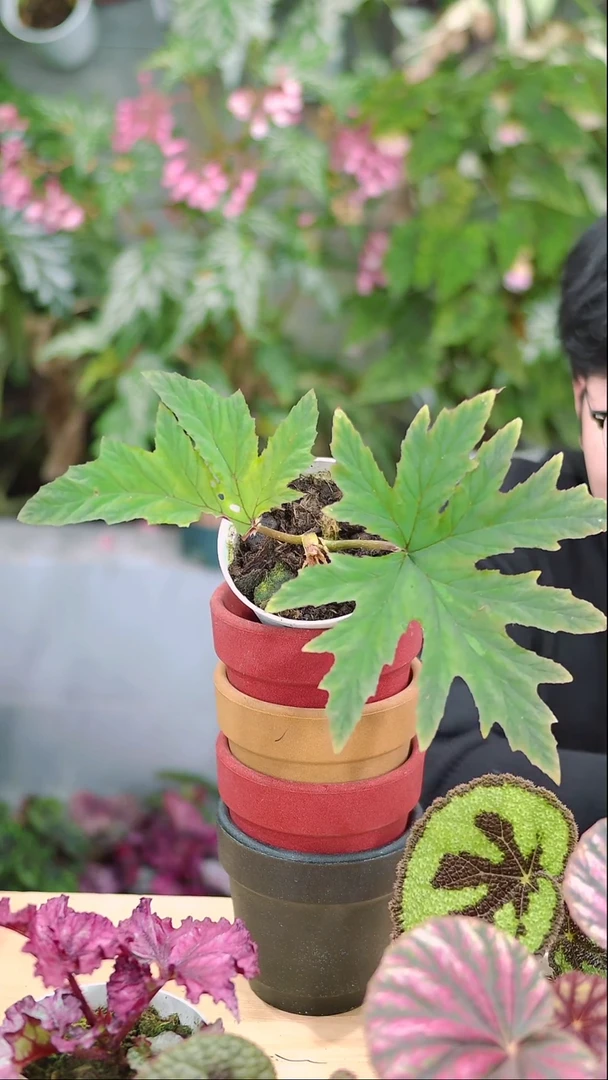 完全开放来泽曼秋海棠（带瑕疵）