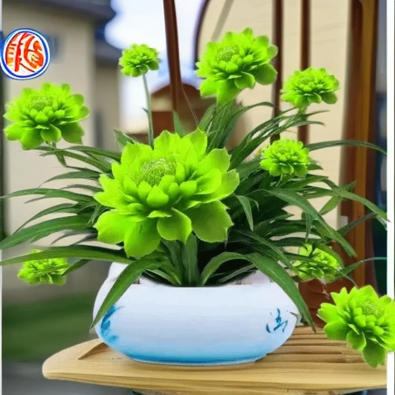 【浓香驱蚊】浓香型月光兰种植绿植水培大全耐旱耐热四季开花水土养