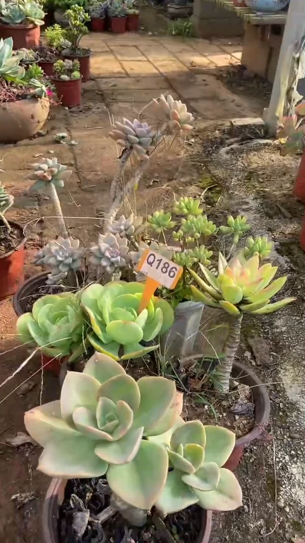 Q186多肉组合默认脱土发货