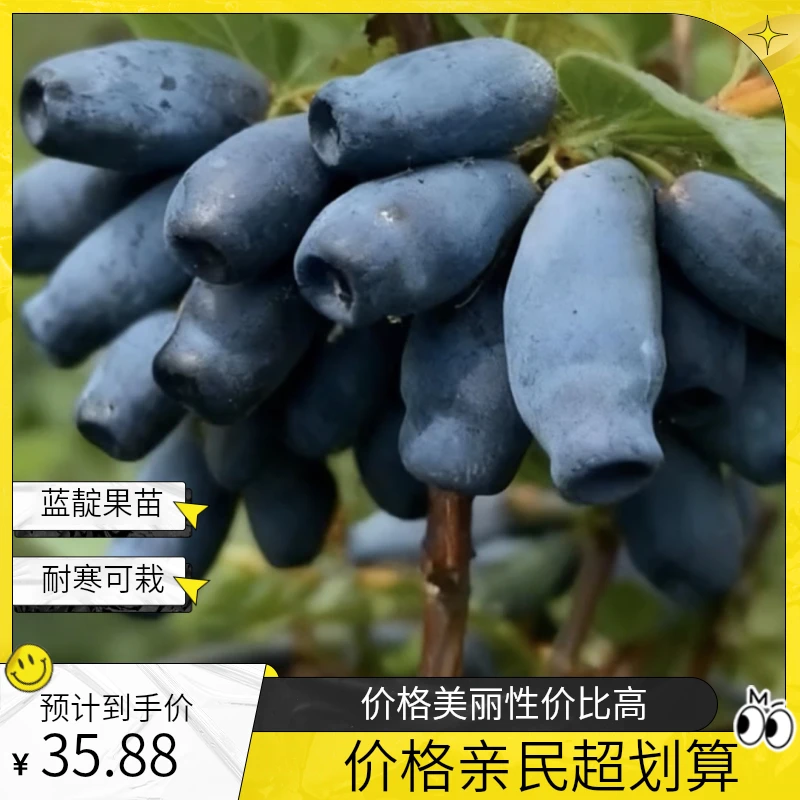 蓝靛果树苗：耐寒零下40度 可盆栽可地栽