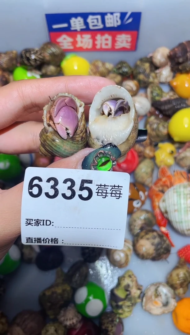 陌派甄选寄居蟹6335
