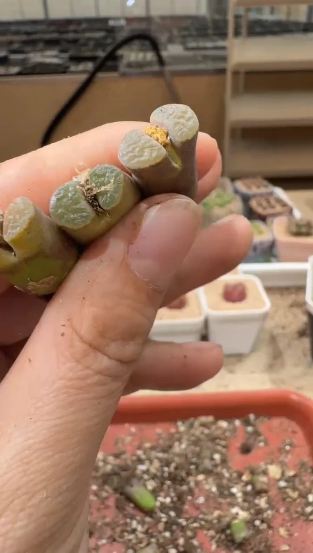 20-186多肉植物肉锥