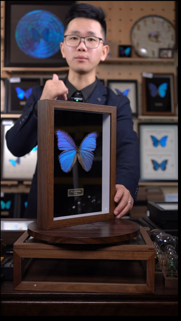 蝴蝶标本摆件竞拍晶闪蝶h57