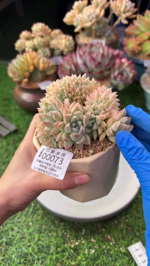 昆明印象多肉00073