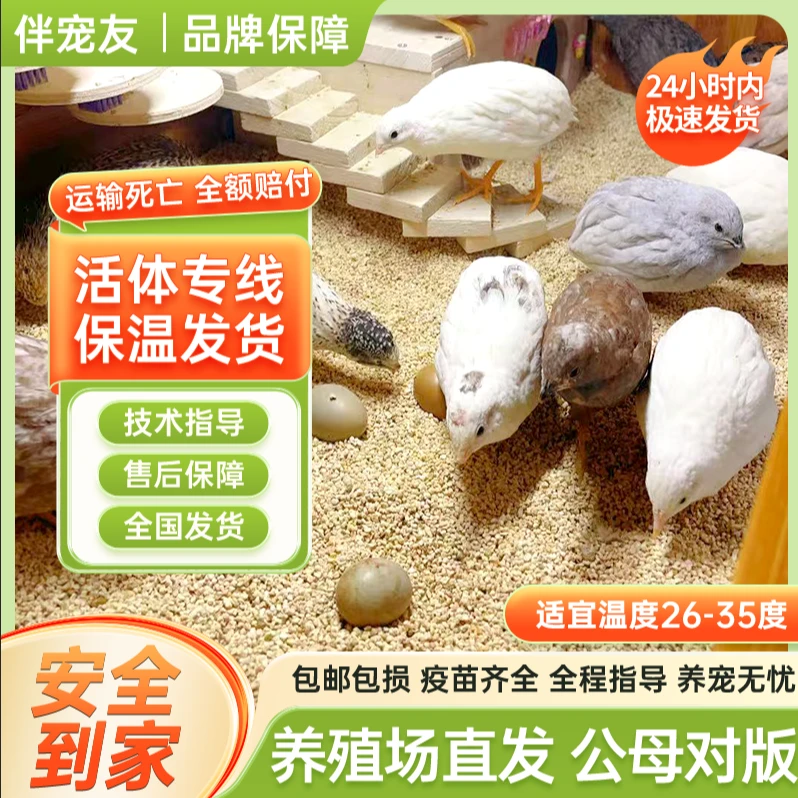 活体芦丁鸡青年鸡全色系芦丁鸡青年鸡活体可产蛋疫苗齐全